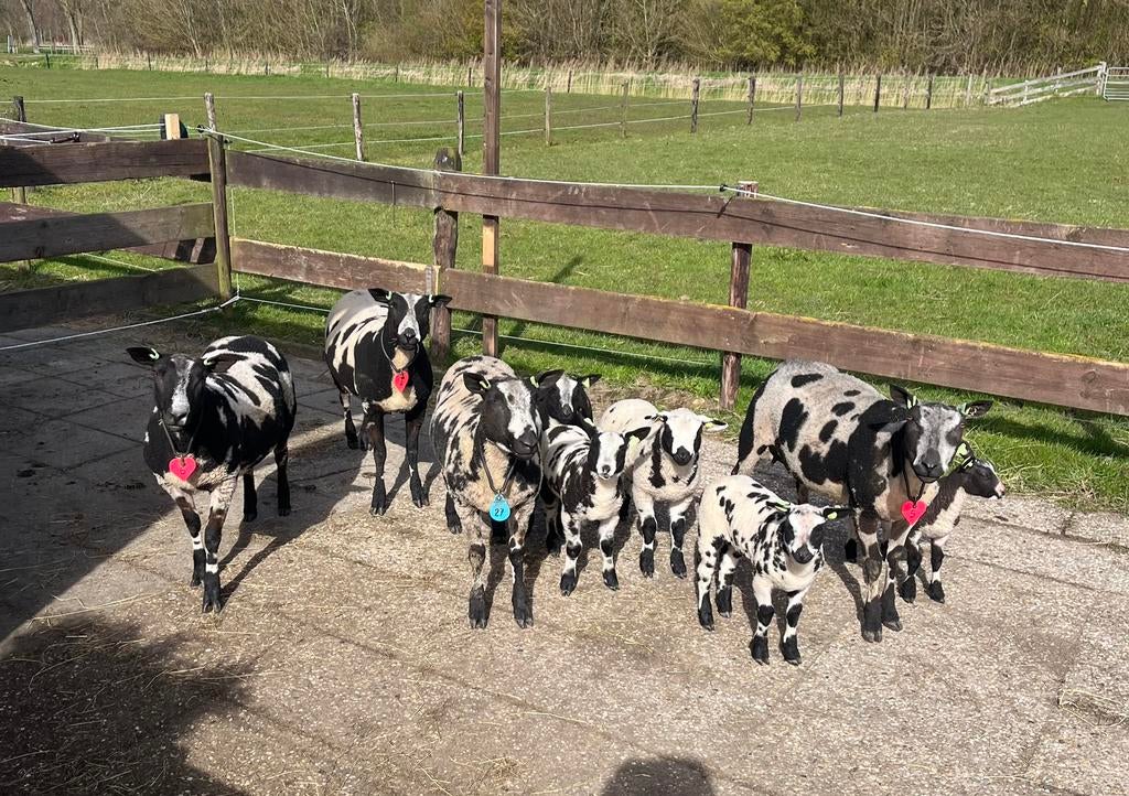 Gezocht te huur/koop grasland, Dieren en Toebehoren
