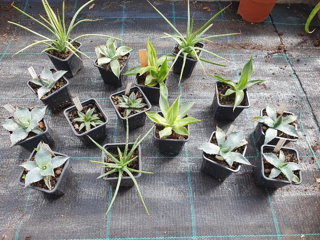 Diverse soorten Agave, Tuin en Terras, Overige soorten, Volle zon, Eenjarig, Ophalen of Verzenden