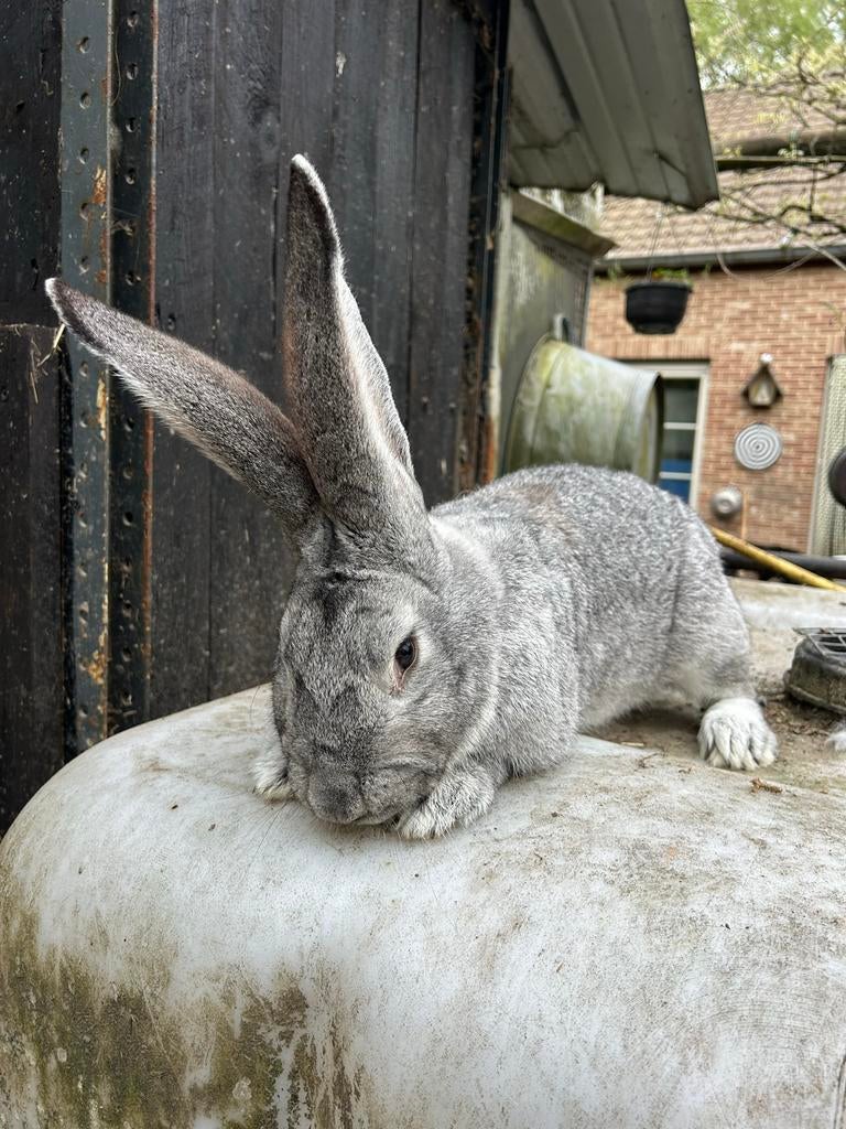 Mooie vlaamse reus ram, Dieren en Toebehoren, Konijnen, Mannelijk, Groot