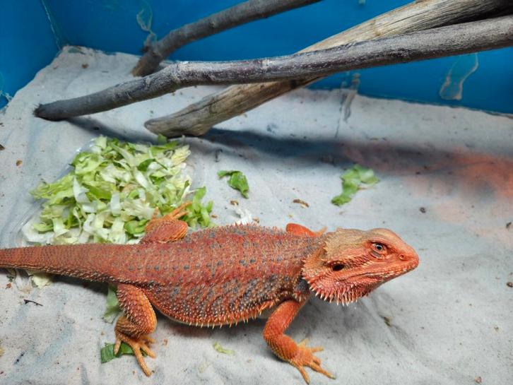 Mooie red Orange baardagaam vrouw bijna 9maanden oud Bearded Dragon - female for sale from hobby kweker DB Dragons