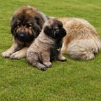 Schitterende KAUKASISCHE OWCHARKA pups, Dieren en Toebehoren, Parvo, Nederland, Overige rassen, 8 tot 15 weken