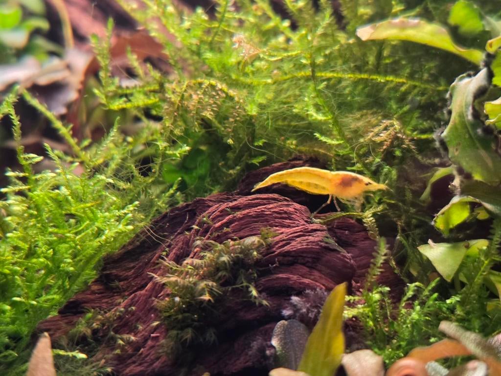 Gele neocaridina garnalen / citroengarnalen, Dieren en Toebehoren, Vissen | Aquariumvissen, Kreeft, Krab of Garnaal, Zoetwatervis