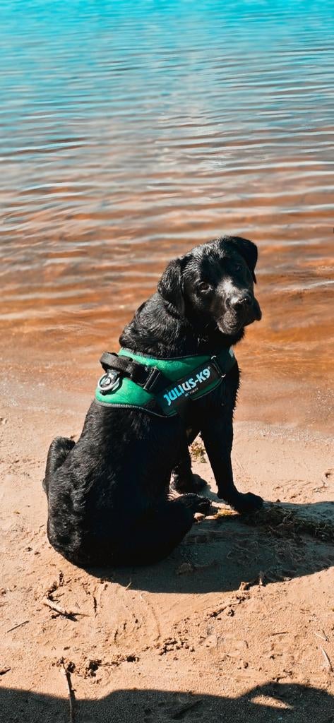 Lieve zwarte Labrador reu zoekt nieuw thuis, Dieren en Toebehoren, Honden | Retrievers, Spaniëls en Waterhonden, Reu, Labrador retriever