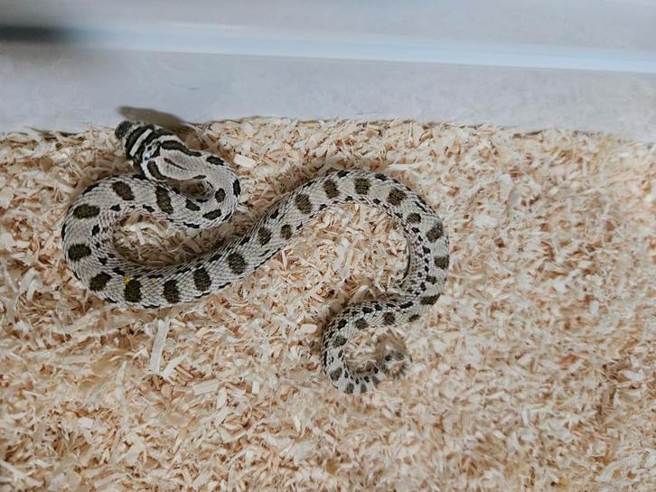 Haakneusslang Heterodon Nasicus. Hognose Snake - female for sale from Jurian