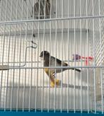 Kanarie vogel te koop voor €40., Mannelijk, Kleurkanarie