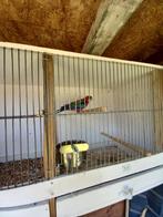 Rosella pop, Ophalen of Verzenden, Babypop