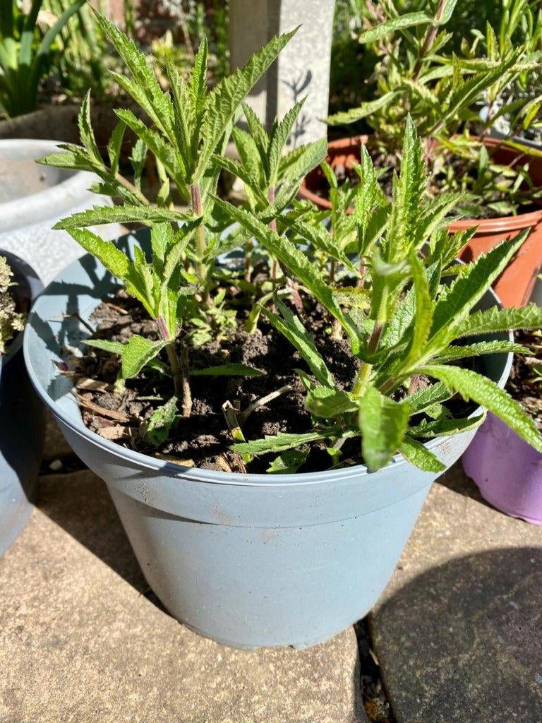 Verbena bonariensis  ijzerhard  p20  vlinderplant, Volle zon, Vaste plant, Zomer, Ophalen