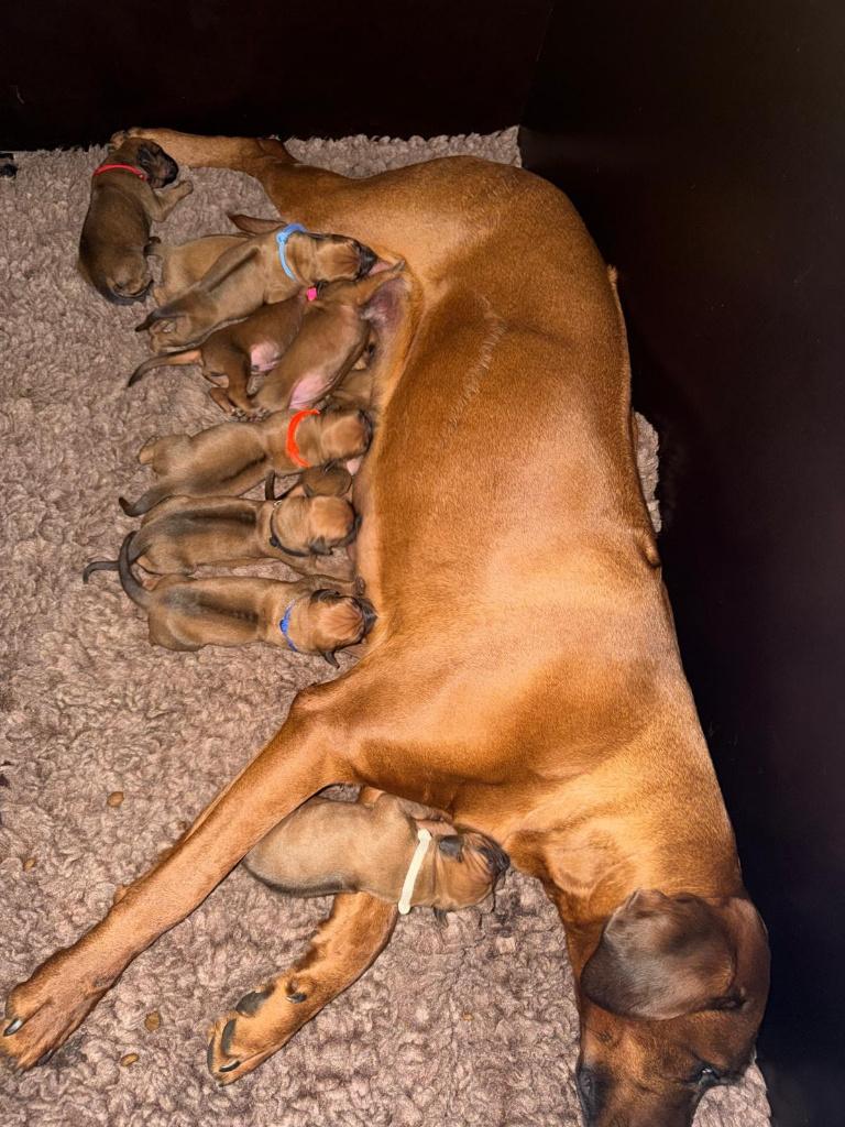 Rhodesian Ridgeback puppy's, Parvo, Overige rassen, 8 tot 15 weken, Meerdere