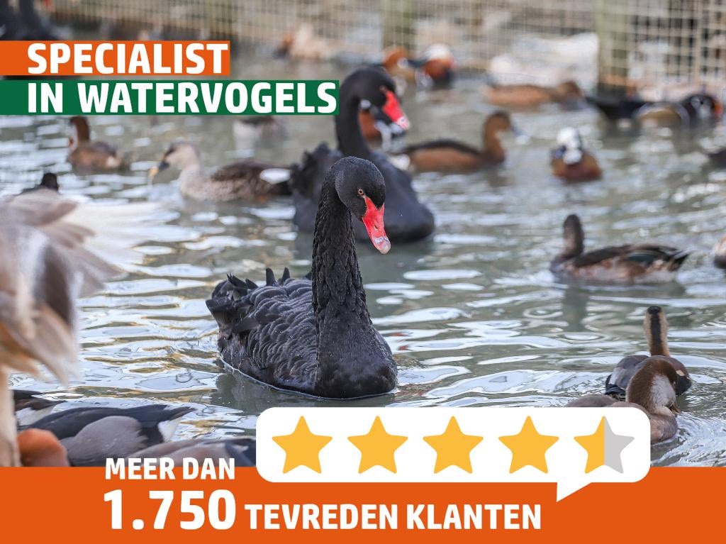 Zwarte zwanen | Koppels te koop | Losse dieren te koop