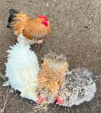 Broedeieren cochin kriel, Dieren en Toebehoren, Pluimvee, Geslacht onbekend, Kip