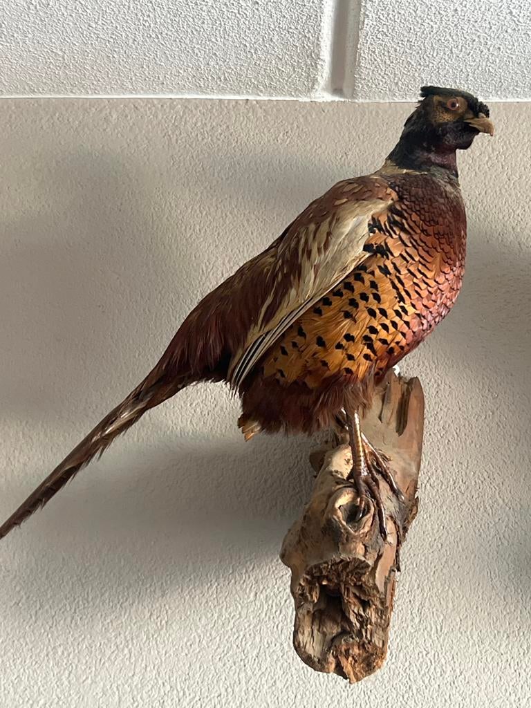Prachtige opgezette fazant - Decoratief en uniek, Ophalen, Gebruikt, Vogel, Opgezet dier