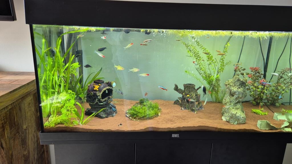 Compleet aquarium met toebehoren, Ophalen, Zo goed als nieuw, Gevuld zoetwateraquarium