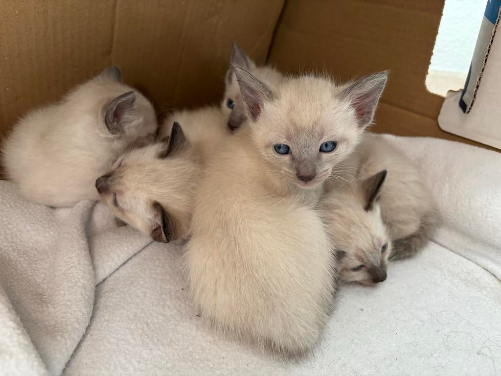 Siamese sealpoint kittens, Poes, 0 tot 2 jaar