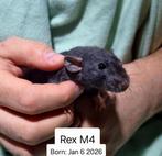 Rittens, ratten, voor een nieuw huisje, Rat, Januari, Meerdere dieren, Tam