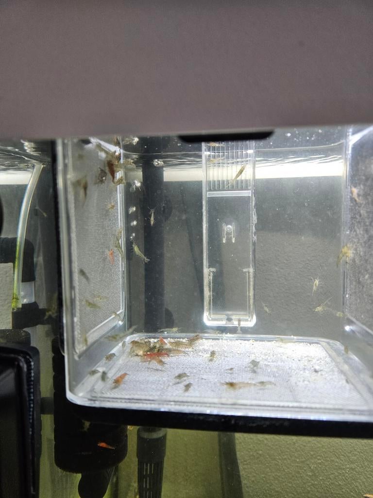 Garnalen aangeboden., Dieren en Toebehoren, Kreeft, Krab of Garnaal