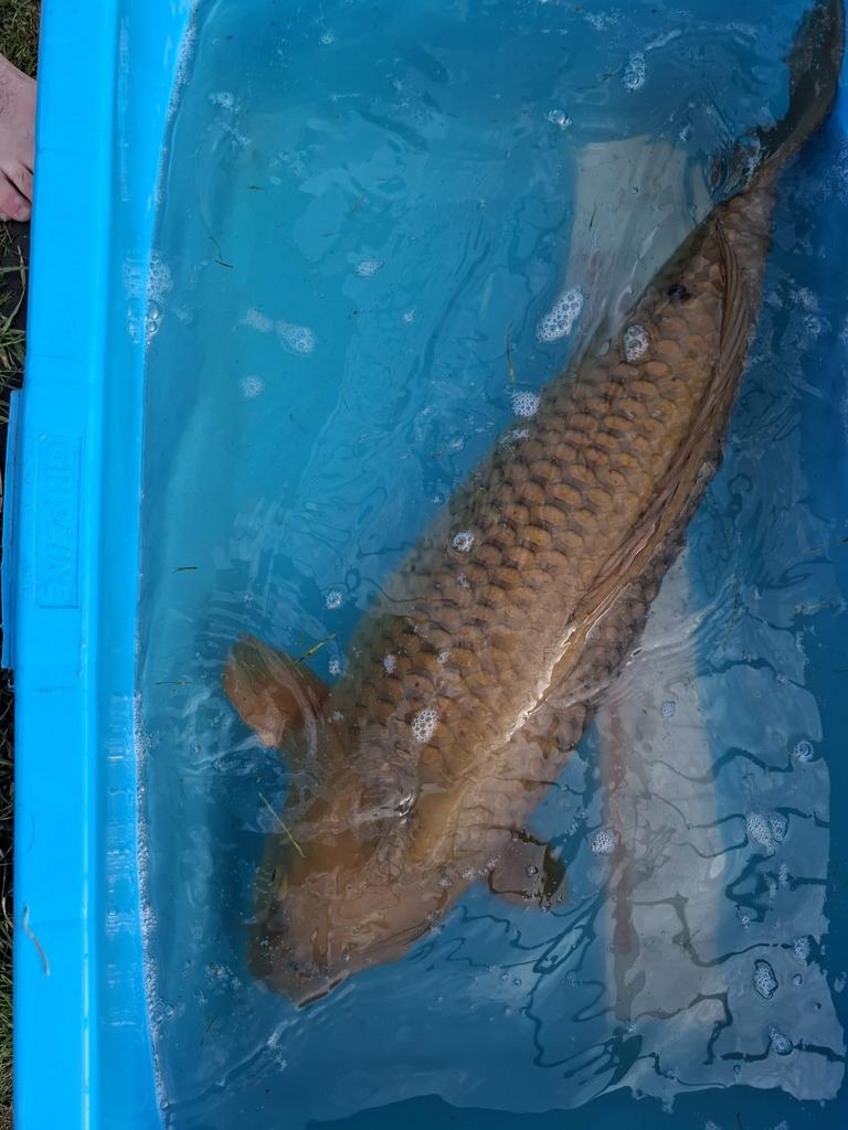 Chagoi te koop!, Dieren en Toebehoren, Vissen | Vijvervissen, Karper of Koi