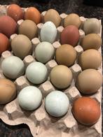 Broedeieren Marans x creamlegbar, Dieren en Toebehoren, Geslacht onbekend, Kip