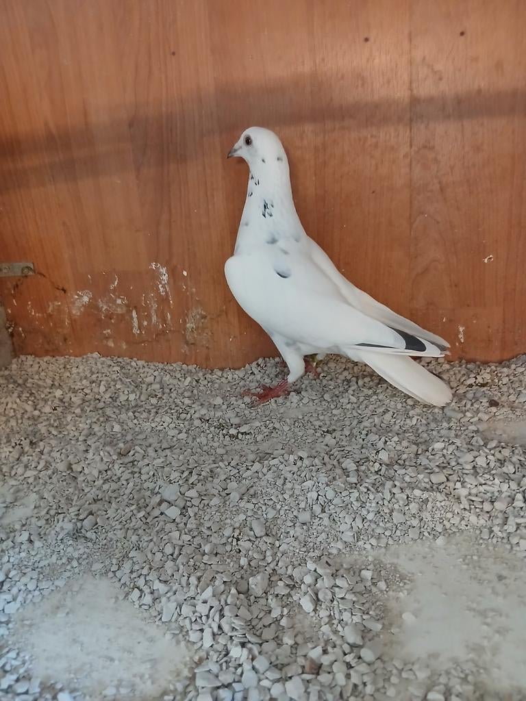 Kleur postduif duivin, Vrouwelijk, Postduif