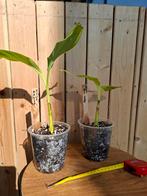 Bananenplanten, Ophalen of Verzenden, Bloeit niet, Overige soorten, Volle zon