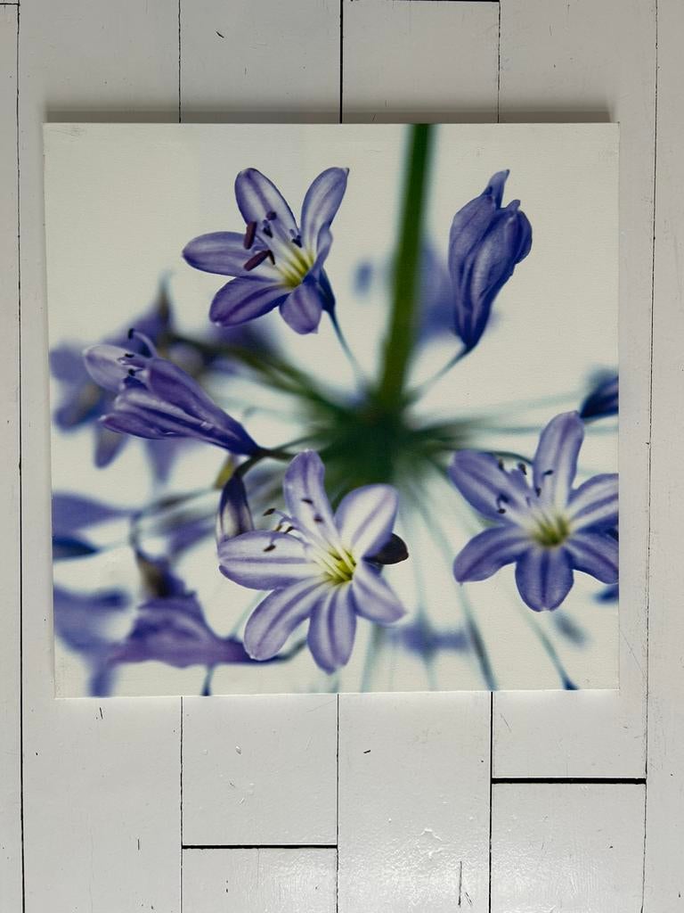 2x IKEA Pjätteryd canvas op houten frame 56x56 cm, Huis en Inrichting, Woonaccessoires | Schilderijen, Tekeningen en Foto's, Ophalen