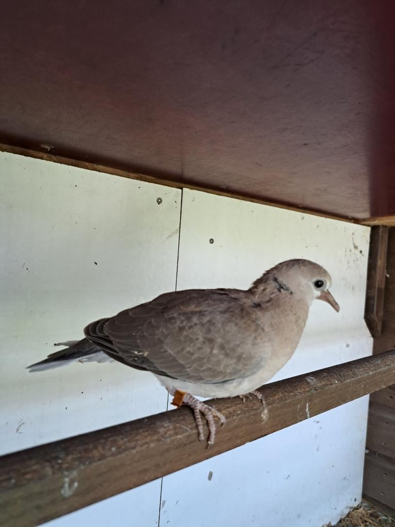 Jonge tortelduiven,, Meerdere dieren