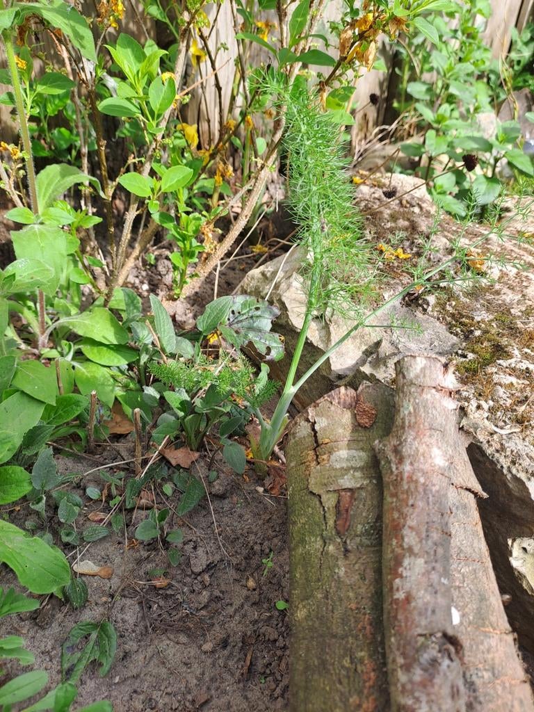 Gratis zaailingen:  Gewone Venkel (bloemen) & Korenbloem, Ophalen, Overige soorten, Volle zon