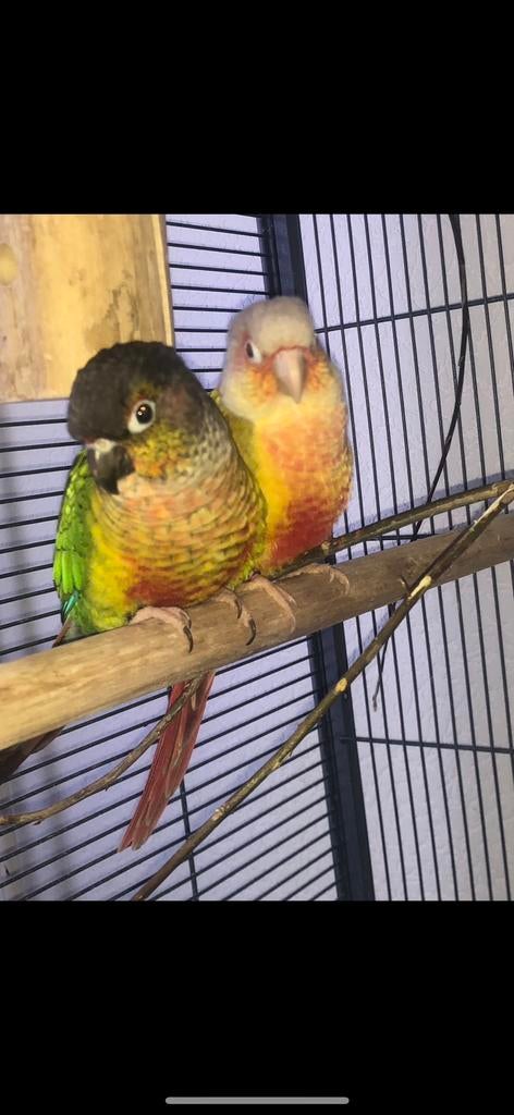 Pyrrhura koppel, Dieren en Toebehoren, Vogels | Parkieten en Papegaaien, Parkiet, Meerdere dieren