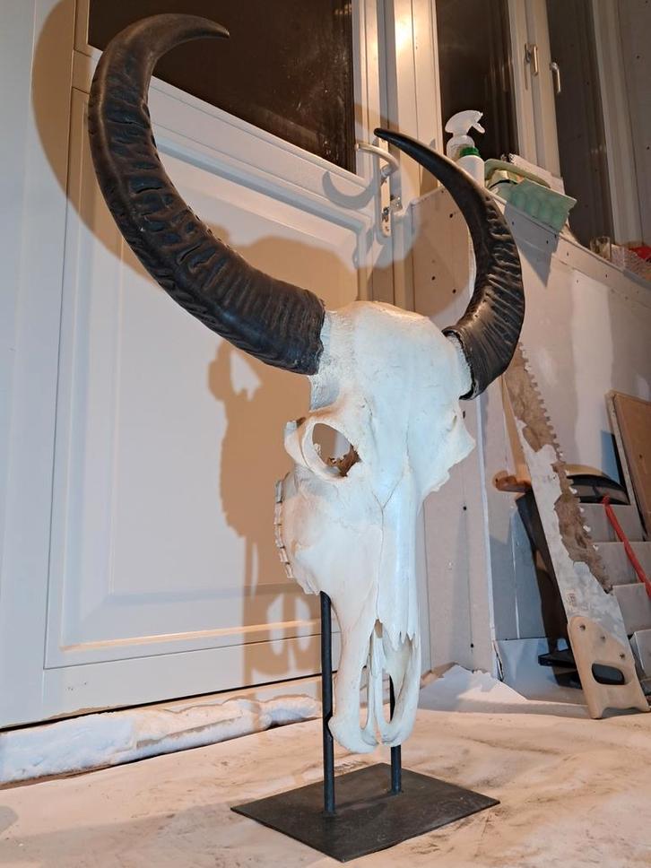 Echte buffelschedel XL met standaard – 94 cm – €125, Verzamelen, Dierenverzamelingen, Zo goed als nieuw, Schedel, Wild dier, Ophalen