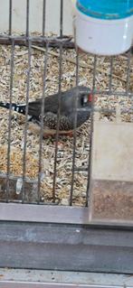 Grijze split charoal zebravink man 2026, Mannelijk