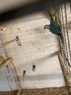 Halsband parkieten, Dieren en Toebehoren, Meerdere dieren, Parkiet