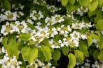 Viburnum plicatum op stam | Japanse sneeuwbal, Tuin en Terras, Planten | Tuinplanten, Vaste plant, Halfschaduw, Lente, Ophalen