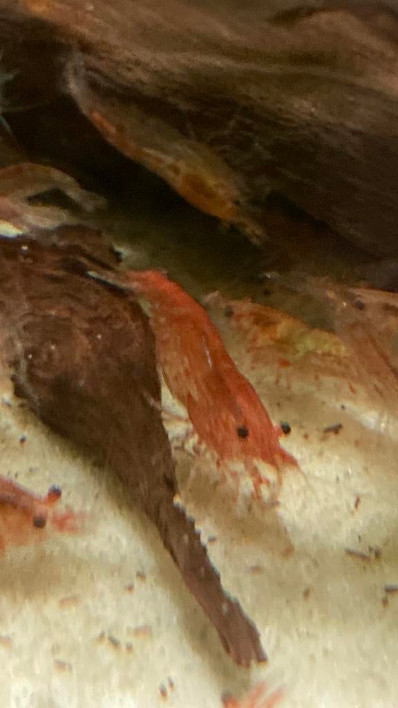 Neocaridina garnalen 0,50 cent per stuk, Kreeft, Krab of Garnaal, Zoetwatervis