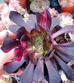 Aeonium garnet rainbow- nieuwe variëteit, Ophalen of Verzenden, Halfschaduw, Minder dan 100 cm