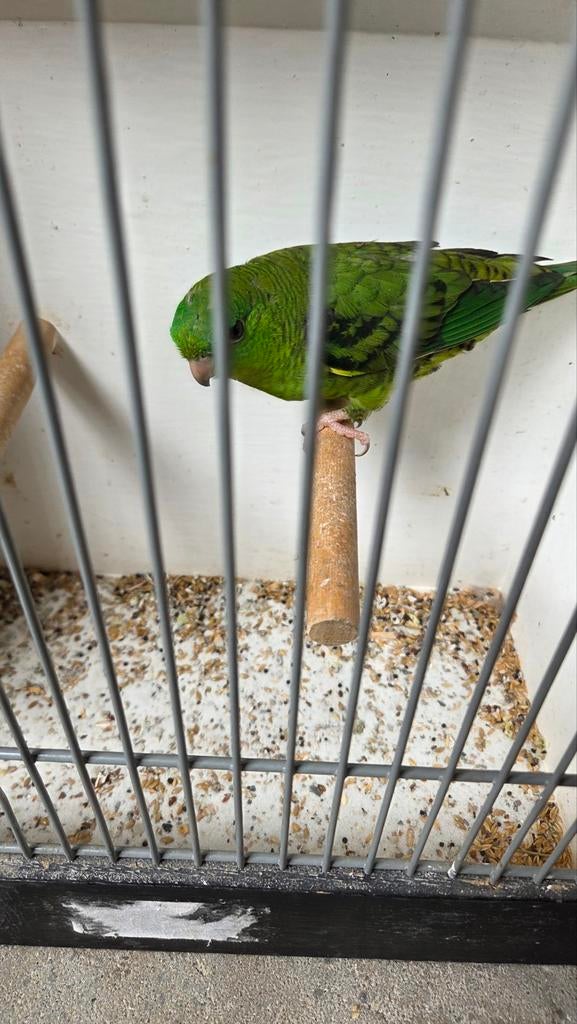 2 catharina parkiet poppen, Dieren en Toebehoren, Vogels | Parkieten en Papegaaien, Vrouwelijk, Parkiet, Geringd