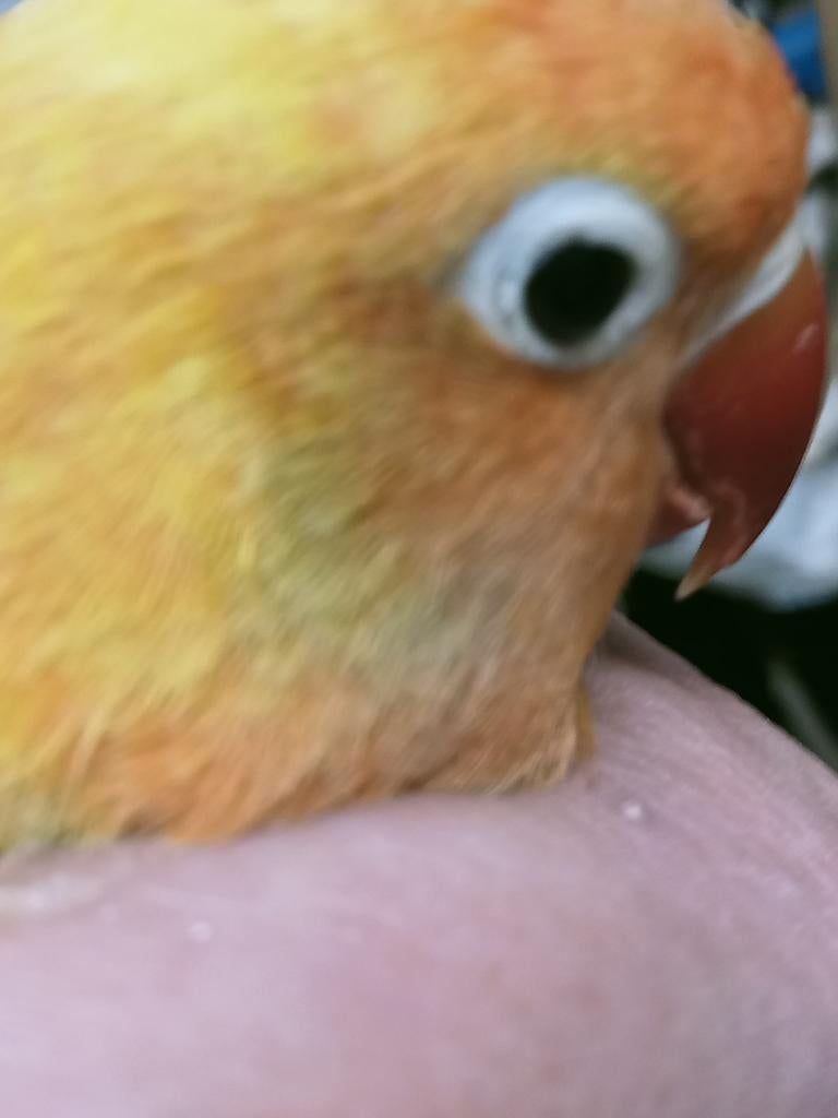 Prachtige piep jonge agapornis fisheri opaline euwing pale, Meerdere dieren, Dwergpapegaai of Agapornis, Geringd