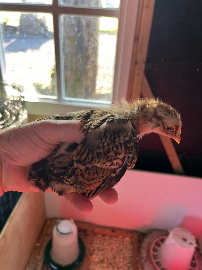 Kuikens barnevelder kriel kip, Geslacht onbekend, Kip