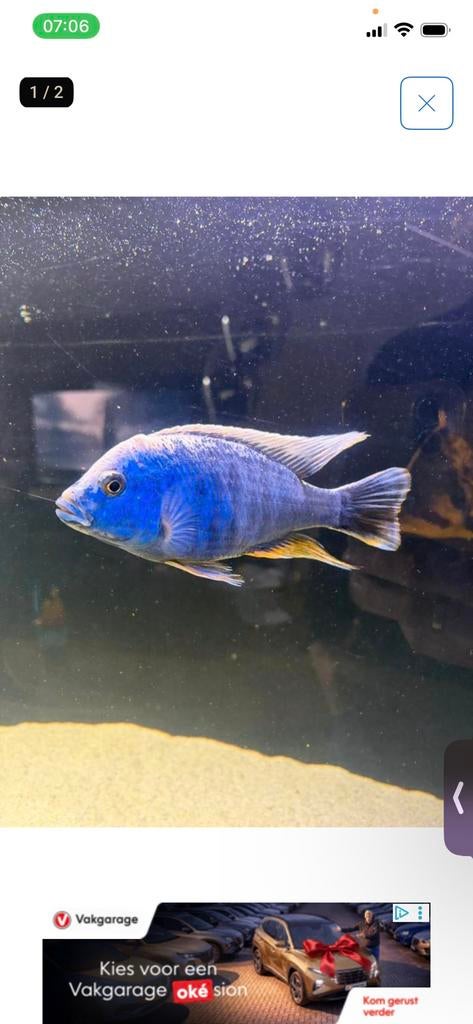 Cichlide malawi, Vis