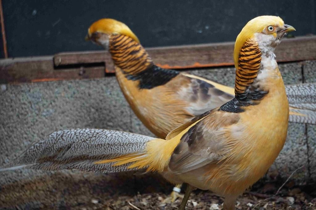 Gele goudfazanten | Koppels van sierlijke kraagfazanten, Meerdere dieren, Overige soorten