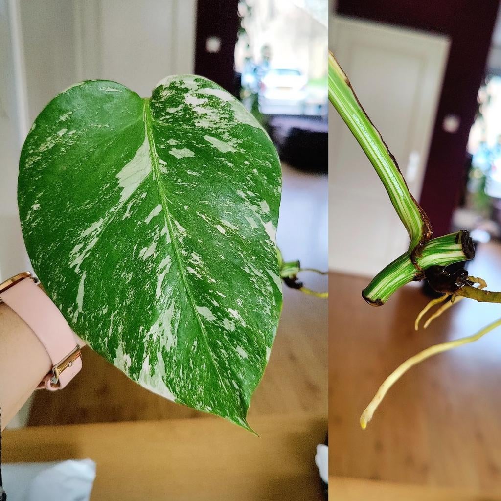 Monstera variegata stek, Huis en Inrichting, Kamerplanten, Ophalen, Halfschaduw, Minder dan 100 cm