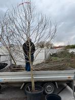 Magnolia kobus bomen witte bloesem hoog 4,5 meter, Tuin en Terras, Planten | Bomen, Overige soorten, Lente, 400 cm of meer, Ophalen
