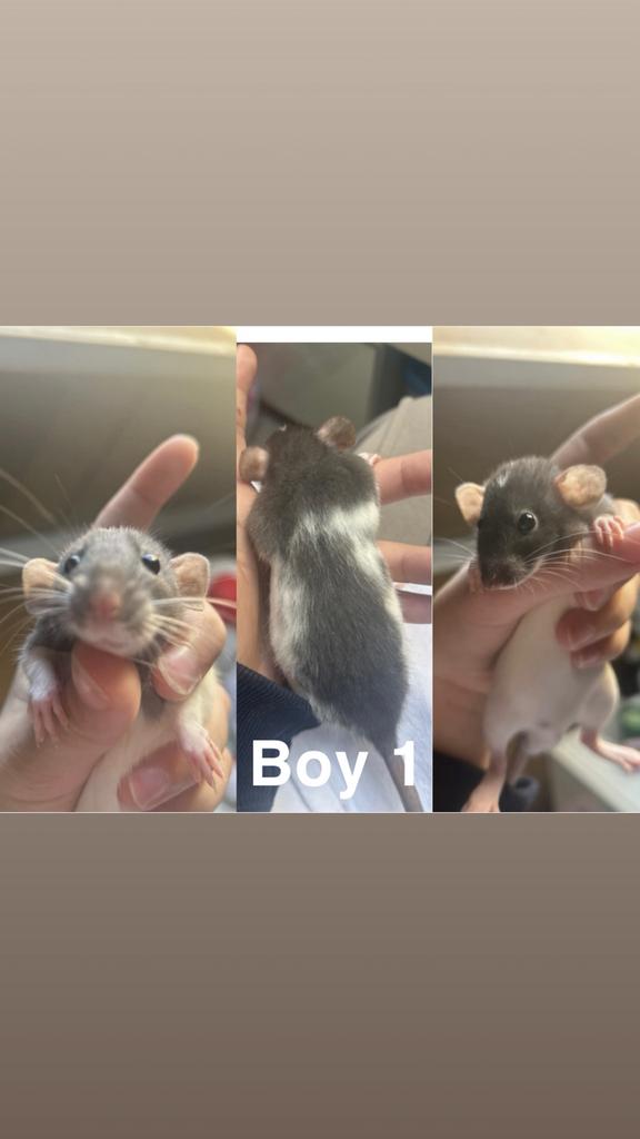 tamme rittens/ratten! :), Dieren en Toebehoren, Rat, Maart, Meerdere dieren, Tam