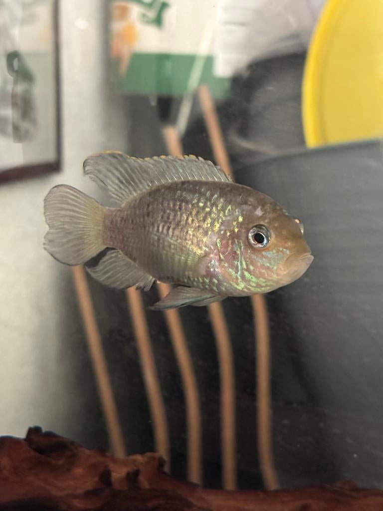 Electric Blue Acara Chiclide, Vis, Zoetwatervis