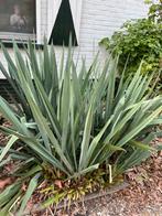 Yucca plant, Volle zon, Vaste plant, Bloeit niet, Ophalen