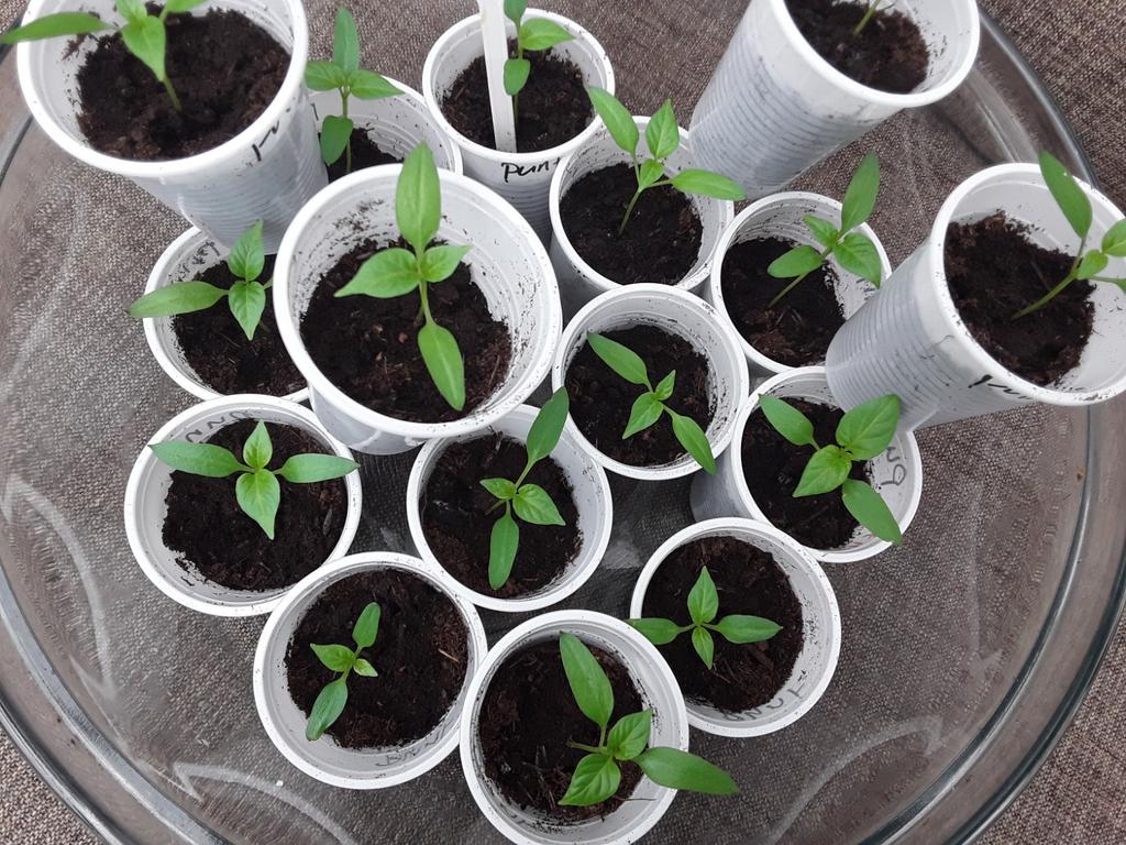 Moestuinplantjes planten stekjes blok paprika, Tuin en Terras, Planten | Tuinplanten, Ophalen