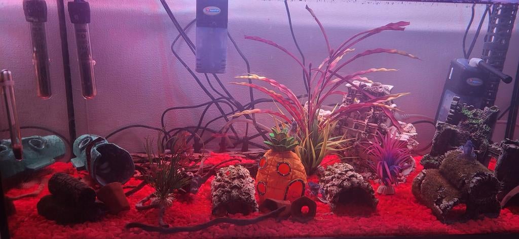 60 liter aquarium met blauwe Florida kreeftjes, Ophalen of Verzenden, Inclusief toebehoren, Gebruikt, Gevuld zoetwateraquarium