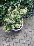 Blauwe stenen bloempot met, Tuin en Terras, Bloempotten, Steen, Rond, Ophalen of Verzenden, Zo goed als nieuw