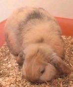 Nhd x minilop ram, Mannelijk, Dwerg