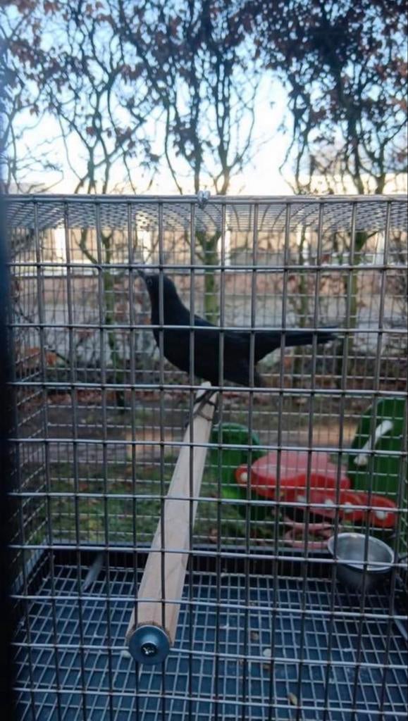 Merel’s kopen of ruilen, Dieren en Toebehoren, Vogels | Overige Vogels, Vrouwelijk, Wildzangvogel, Geringd