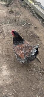 mooie zilvere barnevelder 1.5jaar aan de leg, Dieren en Toebehoren, Pluimvee, Vrouwelijk, Kip