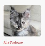 Warm thuis gezocht voor poesje 6 maanden met stamboom, Poes, Met stamboom, 0 tot 2 jaar